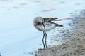 Curlew sandpiper Calidris ferruginea Royalty Free Stock Photo