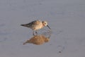 Curlew sandpiper Calidris ferruginea Royalty Free Stock Photo