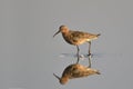 Curlew Sandpiper Calidris ferruginea on a gray