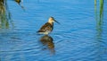 Curlew Sandpiper, Calidris ferruginea, at sea shoreline searching for food, close-up portrait in tide, selective focus