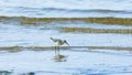 Curlew Sandpiper, Calidris ferruginea, at sea shoreline searching for food, close-up portrait in tide, selective focus