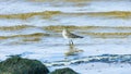 Curlew Sandpiper, Calidris ferruginea, at sea shoreline searching for food, close-up portrait in tide, selective focus