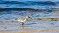 Curlew Sandpiper, Calidris ferruginea, at sea shoreline searching for food, close-up portrait in tide, selective focus