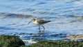 Curlew Sandpiper, Calidris ferruginea, at sea shoreline searching for food, close-up portrait in tide, selective focus