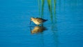 Curlew Sandpiper, Calidris ferruginea, at sea shoreline searching for food, close-up portrait in tide, selective focus