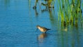 Curlew Sandpiper, Calidris ferruginea, at sea shoreline searching for food, close-up portrait in tide, selective focus