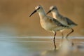 Curlew Sandpiper - Calidris ferruginea