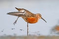 The curlew sandpiper Calidris ferrugineain breeding plumage.