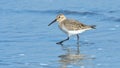 Curlew sandpiper & x28;Calidris ferruginea& x29;