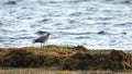 CURLEW TAKE OFF SCOTLAND 100 IPS HD