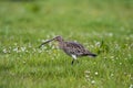 Curlew & x28;Numenius arquata& x29; hunting in pasture in the rain Royalty Free Stock Photo