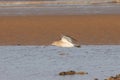 Curlew flying over Titchwell beach