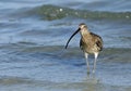 Eurasian curlew Royalty Free Stock Photo