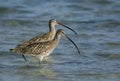 A pair of Eurasian curlew Royalty Free Stock Photo