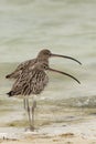A Pair of Eurasian curlew at Busiateen coast of Bahrain Royalty Free Stock Photo