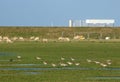 Curlews, numenius arquata, in coastal field Royalty Free Stock Photo