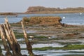 Curlews and Oyster Catchers at low tide