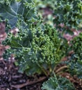 Curley Kale