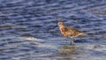 Curley Sandpiper