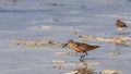 Curley Sandpiper