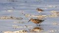 Curley Sandpiper