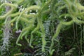 Curling branches of a Tassel Fern