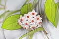 The curling bush with a flower (Latin Hoya carnosa) Royalty Free Stock Photo