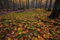 curling and crinkled leaves on the forest floor