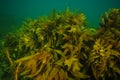 Curling brown kelp fronds