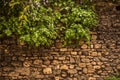 Curling green plant with long stems on wall Royalty Free Stock Photo