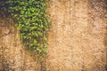 Curling green plant with long stems on wall Royalty Free Stock Photo