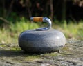 Curling stone close up Royalty Free Stock Photo