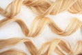 Curls curled on the Curling iron, isolated on white background. strand of blonde hair, hair care Royalty Free Stock Photo