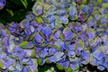 Hydrangea Royalty Free Stock Photo