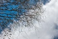 curved branches against the blue spring sky with clouds. Corylus Avellana Contorta Royalty Free Stock Photo