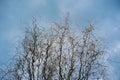 curved branches against the blue spring sky. Corylus Avellana Contorta Royalty Free Stock Photo