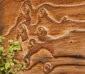 Curly Barn Wood Siding with Plants