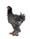 curly Brahma chicken Royalty Free Stock Photo