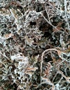 The curly branches of the bush are covered with hoarfrost and snow. Royalty Free Stock Photo