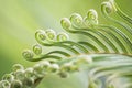 Curly buds of Japanese sago palm