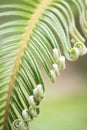 Curly buds of Japanese sago palm