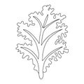 Curly cabbage icon, leafy vegetable. Vector illustration of kale.