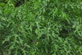 Curly cassava leaves like papaya leaves