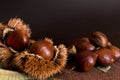 Curly chestnut Royalty Free Stock Photo