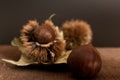 Curly chestnut Royalty Free Stock Photo