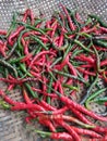 curly chili Freshly picked from the garden