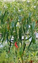 Curly Chili plant