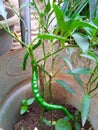 a curly chili tree that can be planted anywhere