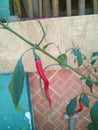 Curly chilli on my garden