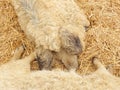 Curly coated pigs Royalty Free Stock Photo